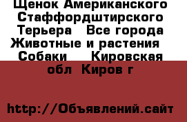 Щенок Американского Стаффордштирского Терьера - Все города Животные и растения » Собаки   . Кировская обл.,Киров г.